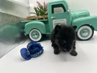 Mistletoe’s Black and tan male , a male Pomeranian for sale in Columbus, MS – Photo 6 of 9