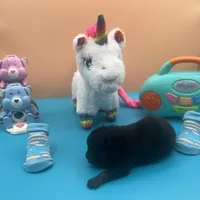 Mistletoe’s Black male , a male Pomeranian for sale in Columbus, MS – Photo 5 of 10