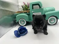 Mistletoe’s Black and tan male , a male Pomeranian for sale in Columbus, MS – Photo 9 of 9