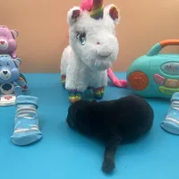 Mistletoe’s Black male , a male Pomeranian for sale in Columbus, MS – Photo 4 of 10