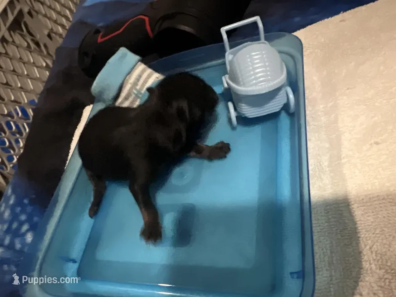 Mistletoe’s Black male 