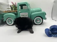 Mistletoe’s Black and tan male , a male Pomeranian for sale in Columbus, MS – Photo 7 of 9