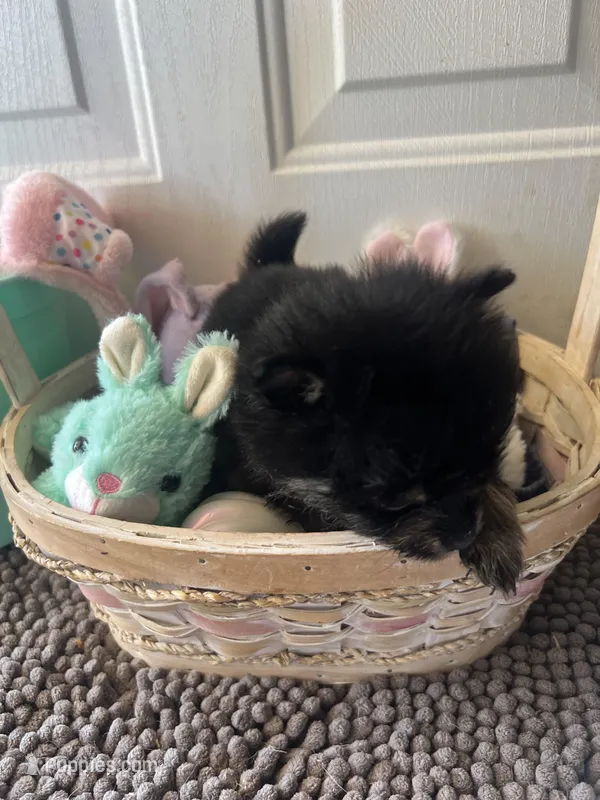 Mistletoe’s Black and tan male  – Pomeranian puppy for sale in Columbus, MS