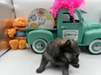 Dark sable female (Mistletoe mom), a female Pomeranian for sale in Columbus, MS – 9 of 10