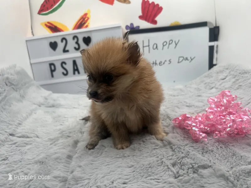 Brown female (Jewel mom) – Pomeranian puppy for sale in Columbus, MS