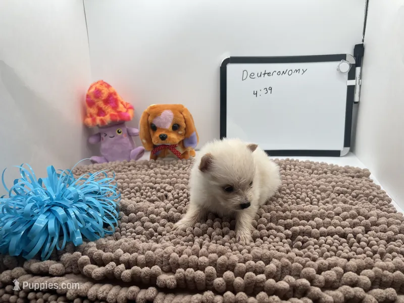 White male (Jewel mom) – Pomeranian puppy for sale in Columbus, MS