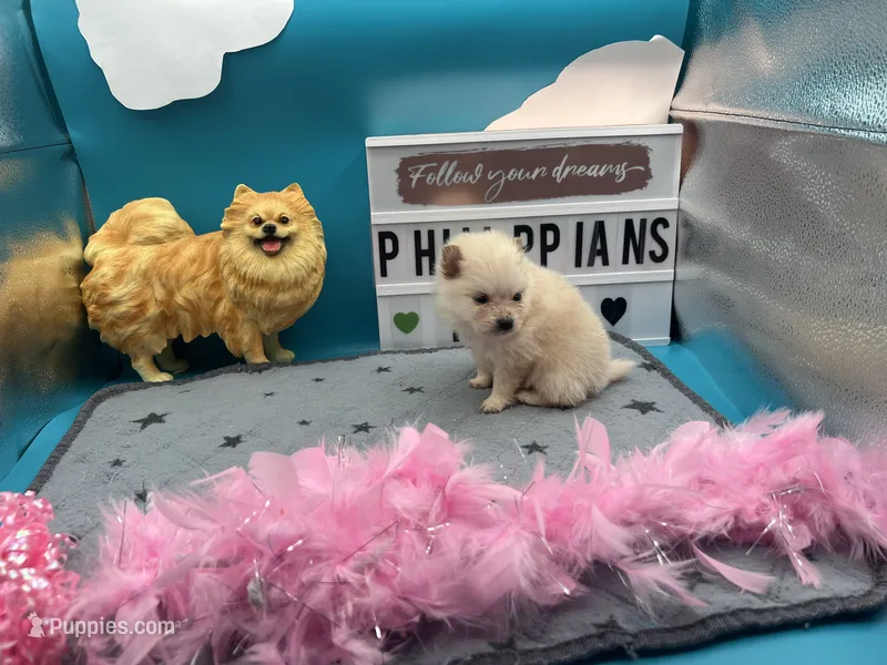 Cream/white female (Willow mom) – Pomeranian puppy for sale in Columbus, MS
