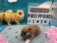 Brown female (Jewel mom), a female Pomeranian for sale in Columbus, MS – 1 of 4