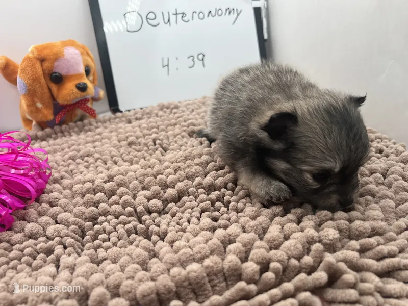 Sable white black female (Hollie mom) – Pomeranian puppy for sale in Columbus, MS