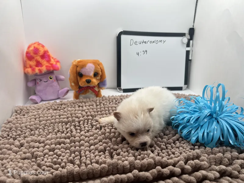 White male (Jewel mom) – Pomeranian puppy for sale in Columbus, MS