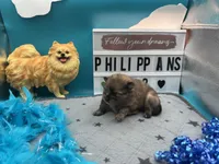 Chocolate blue Merle male (Trixie mom), a male Pomeranian for sale in Columbus, MS – 4 of 4