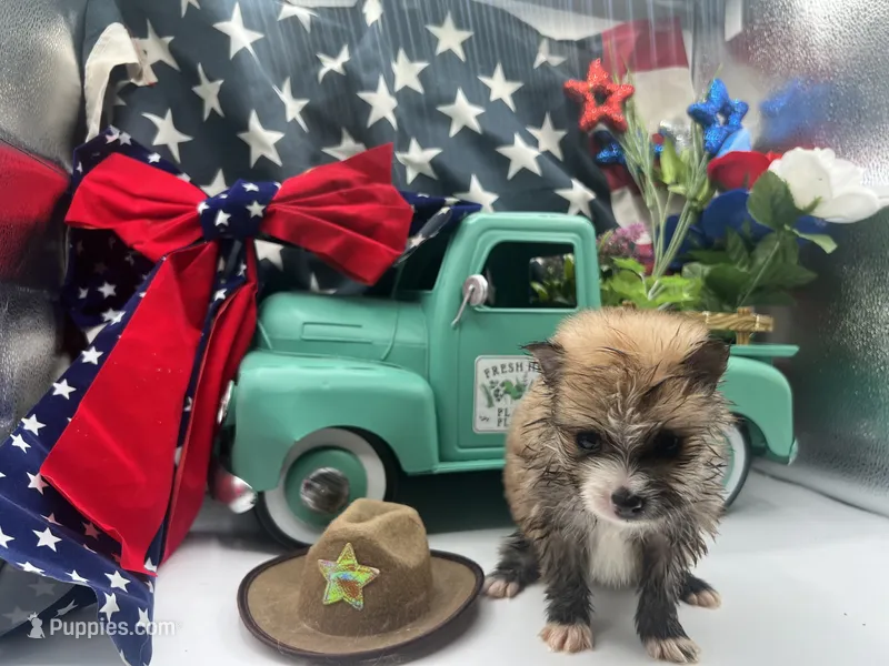 Brown male (Cinderella mom) – Pomeranian puppy for sale in Columbus, MS