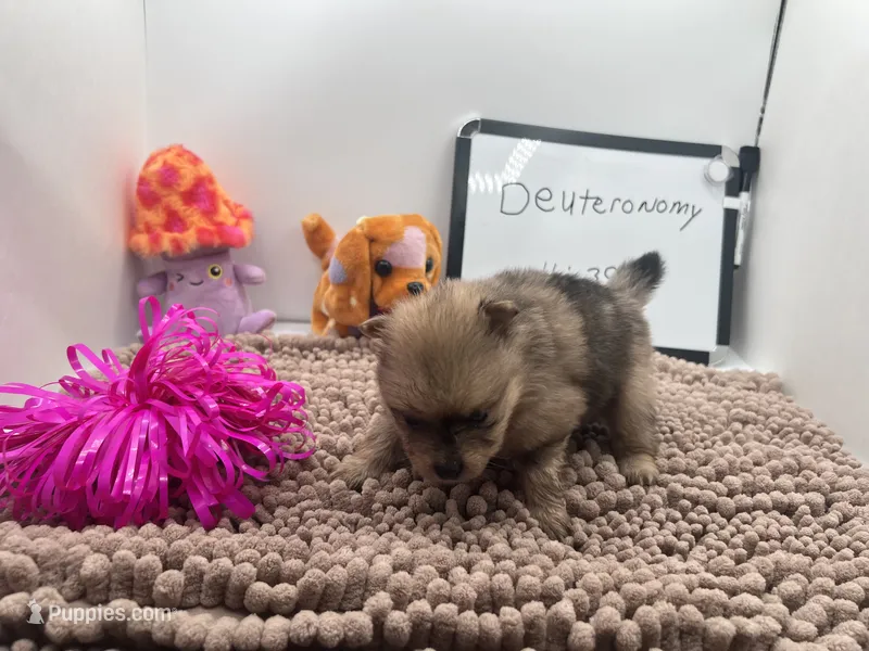 Chocolate Merle female (Pixie mom) – Pomeranian puppy for sale in Columbus, MS