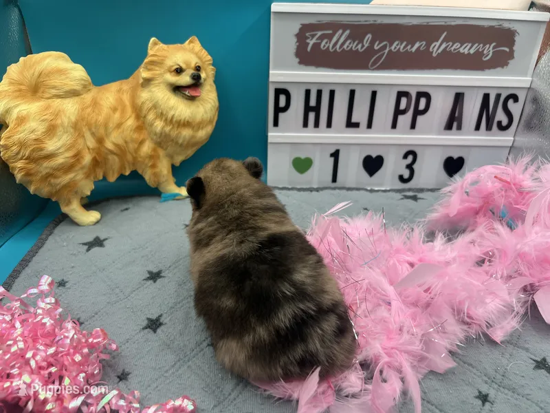 Chocolate Merle female (Pixie mom) – Pomeranian puppy for sale in Columbus, MS