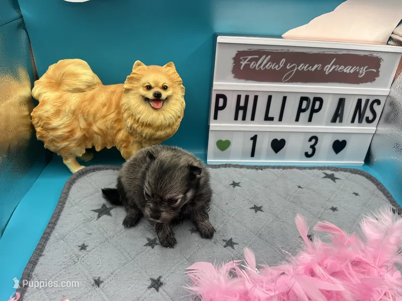 Sable black and tan female (Hollie mom) – Pomeranian puppy for sale in Columbus, MS