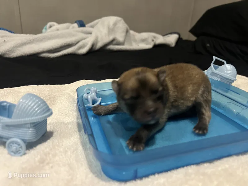 Sable male (mistletoe mom) – Pomeranian puppy for sale in Columbus, MS