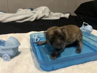 Sable male (mistletoe mom), a male Pomeranian for sale in Columbus, MS – 1 of 7