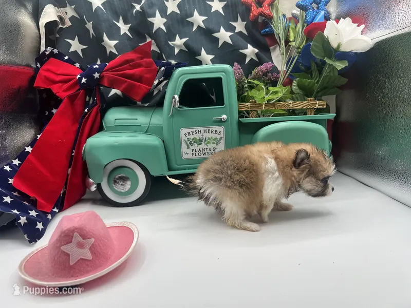 Part female less white (Cinderella mom) – Pomeranian puppy for sale in Columbus, MS