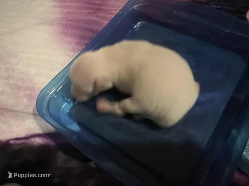 White/Cream male (Willow mom), a male Pomeranian for sale in Columbus, MS – 1 of 7