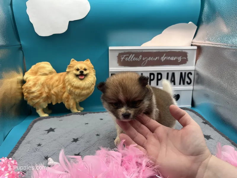 Tri female (Cinderella mom) – Pomeranian puppy for sale in Columbus, MS