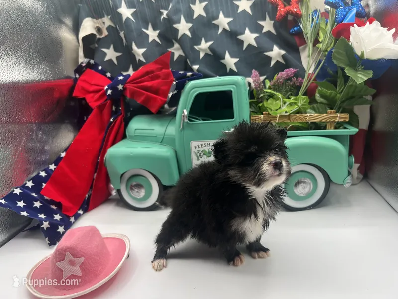 Black and white female (Cinderella mom) – Pomeranian puppy for sale in Columbus, MS