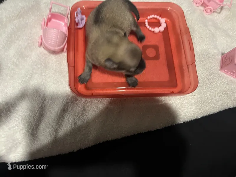 Light sable female (mistletoe mom) – Pomeranian puppy for sale in Columbus, MS