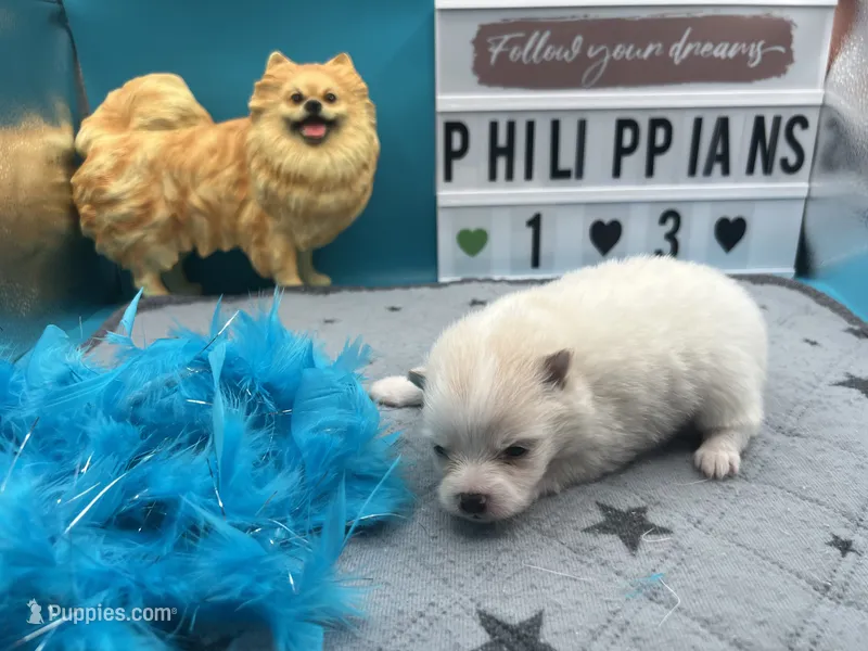 White male (Jewel mom) – Pomeranian puppy for sale in Columbus, MS
