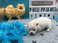 White male (Jewel mom), a male Pomeranian for sale in Columbus, MS – 1 of 5