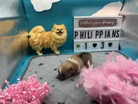 Parti female (Jewel mom), a female Pomeranian for sale in Columbus, MS – 6 of 8
