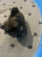 Fluffy , a male Pomeranian for sale in Columbus, MS – 3 of 10