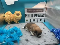 Brown and white (Jewel mom), a male Pomeranian for sale in Columbus, MS – 1 of 7