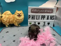 Sable white black female (Hollie mom), a female Pomeranian for sale in Columbus, MS – 4 of 5
