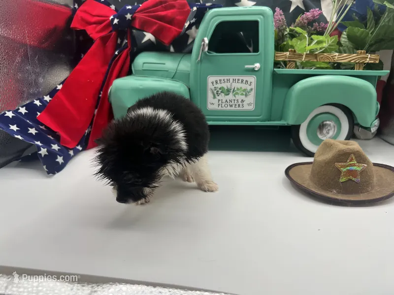 Black and white male (Cinderella mom) – Pomeranian puppy for sale in Columbus, MS