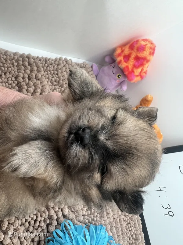 Chocolate and blue Merle male (tixie mom) – Pomeranian puppy for sale in Columbus, MS