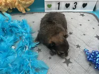 Sable and tan male (Hollie mom), a male Pomeranian for sale in Columbus, MS – 5 of 5