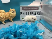 White male (Misty mom), a male Pomeranian for sale in Columbus, MS – 3 of 6