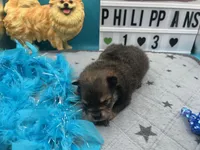 Sable and tan male (Hollie mom), a male Pomeranian for sale in Columbus, MS – 2 of 5