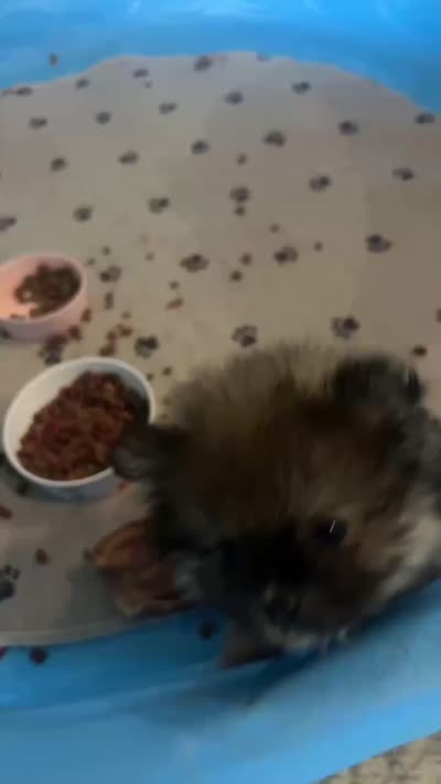 Fluffy , a male Pomeranian for sale in Columbus, MS – 10 of 10