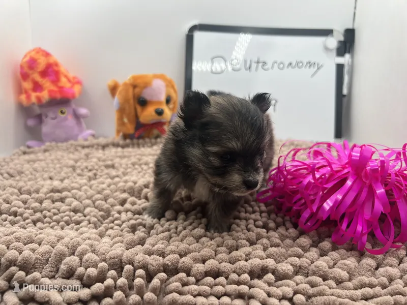 Sable black and tan female (Hollie mom) – Pomeranian puppy for sale in Columbus, MS