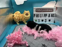Black and white female (Pixie mom), a female Pomeranian for sale in Columbus, MS – 5 of 9