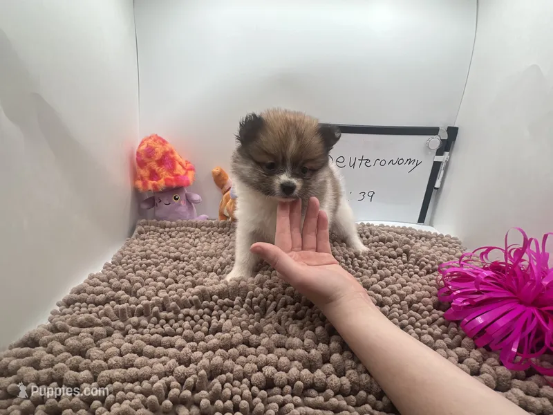 Tri female (Cinderella mom) – Pomeranian puppy for sale in Columbus, MS