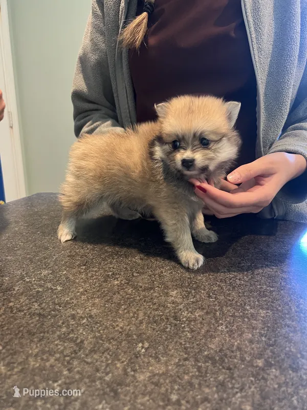 Sable female (mistletoe mom) – Pomeranian puppy for sale in Columbus, MS