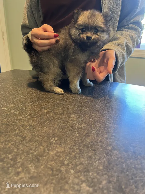 Dark sable female (Mistletoe mom) – Pomeranian puppy on hold in Columbus, MS