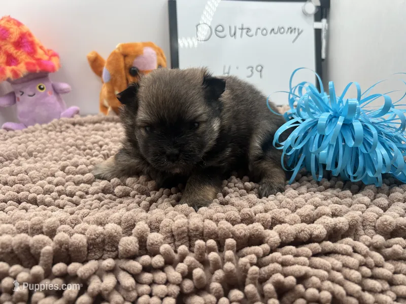 Chocolate blue Merle male (Trixie mom) – Pomeranian puppy for sale in Columbus, MS