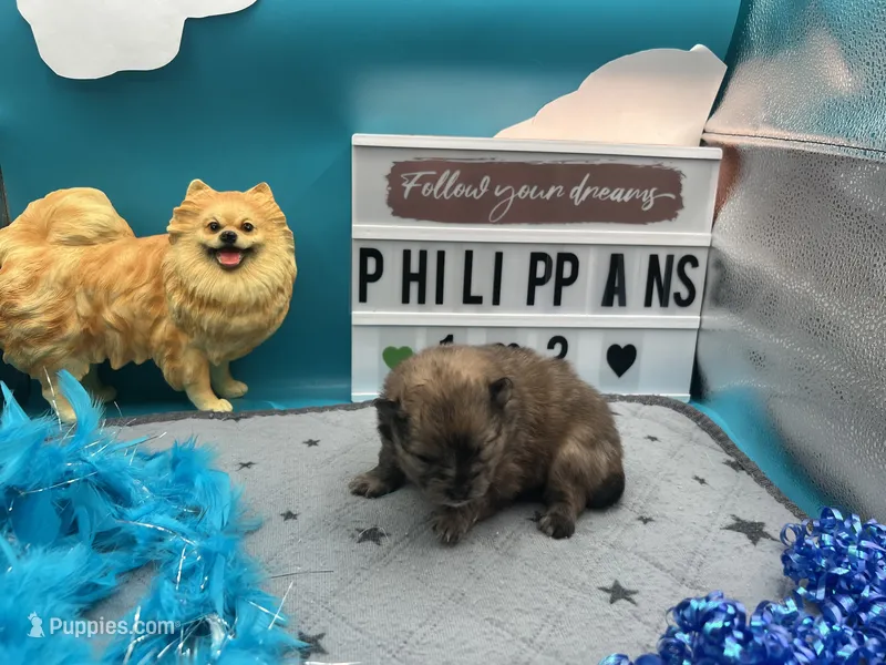 Chocolate blue Merle male (Trixie mom) – Pomeranian puppy for sale in Columbus, MS