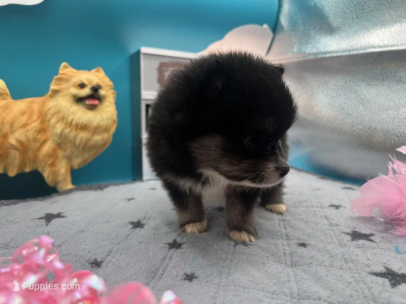 Black and white female (Cinderella mom) – Pomeranian puppy for sale in Columbus, MS