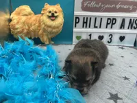 Sable and tan male (Hollie mom), a male Pomeranian for sale in Columbus, MS – 4 of 5