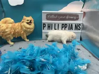 White male (Misty mom), a male Pomeranian for sale in Columbus, MS – 6 of 6