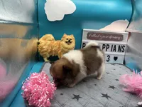 Tri female (Cinderella mom), a female Pomeranian for sale in Columbus, MS – 5 of 7