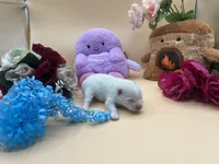 White male polor bear mom, a male Pomeranian for sale in Columbus, MS – Photo 2 of 3